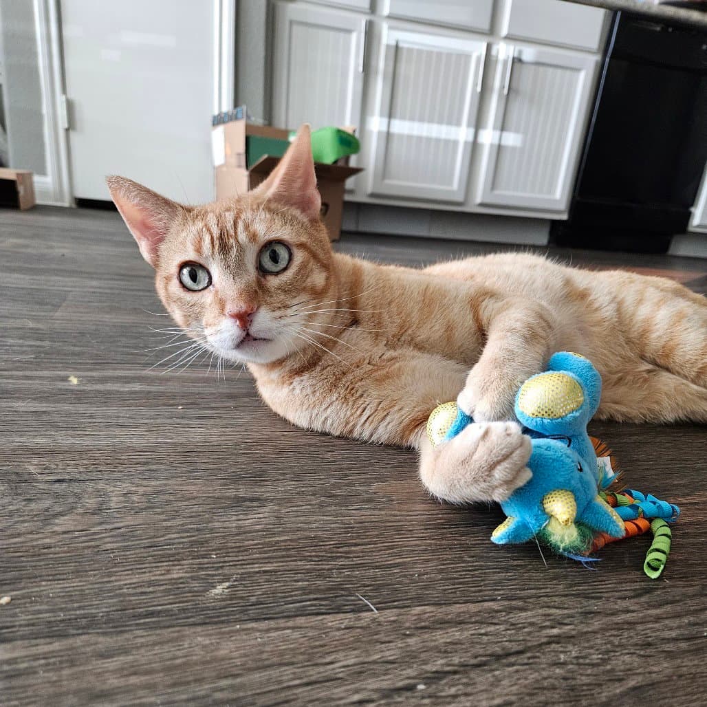 Cuddlebug - Domestic Short Hair
