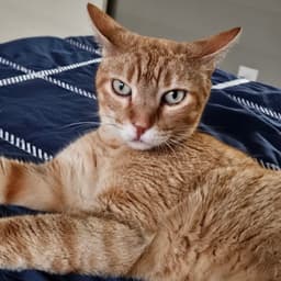 Cuddlebug image 3