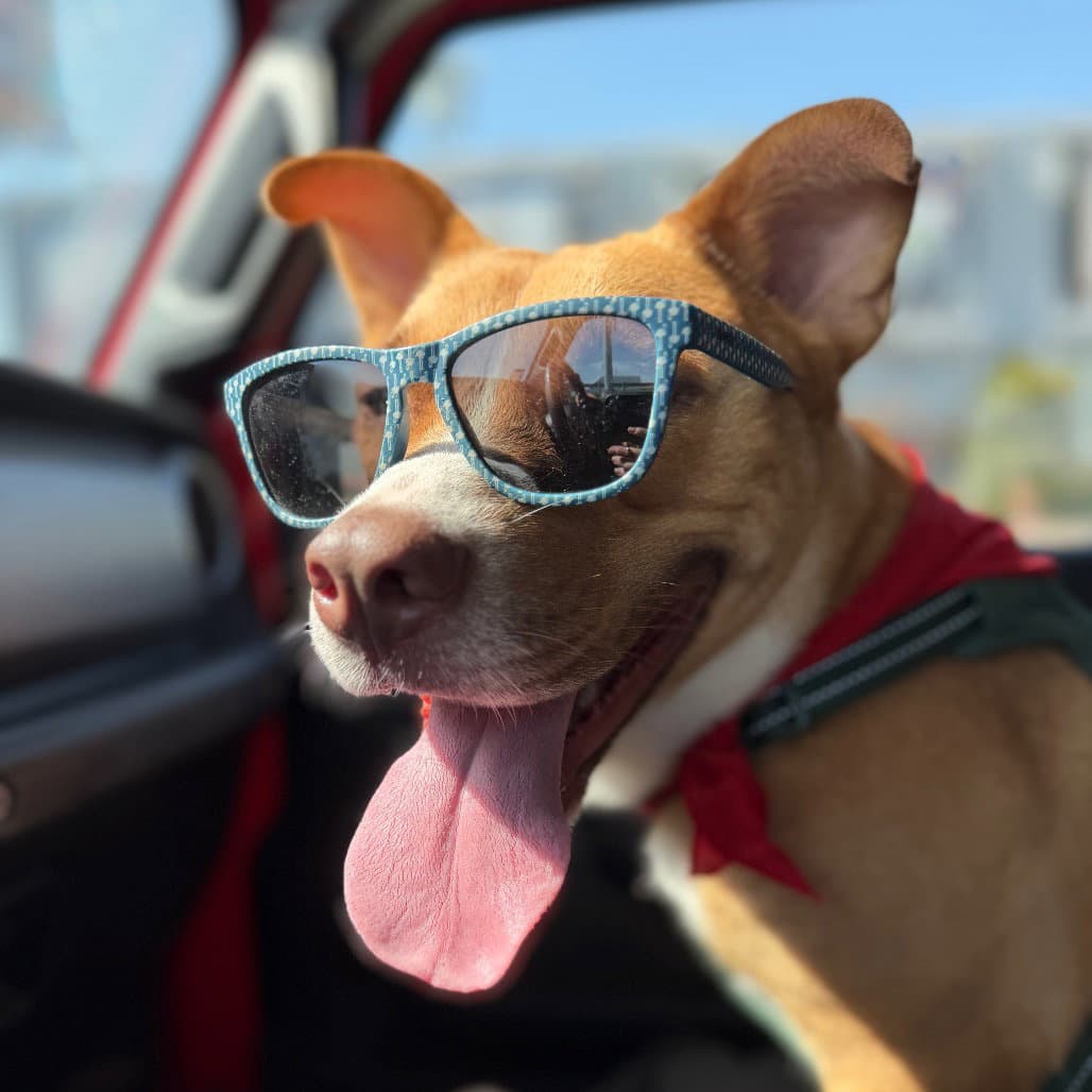 Fiesta - Terrier