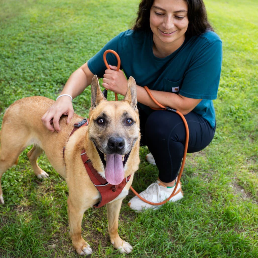 Handsome Beauregard - Black Mouth Cur