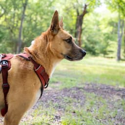 Handsome Beauregard image 2