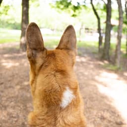 Handsome Beauregard image 3