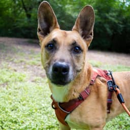 Handsome Beauregard image 4