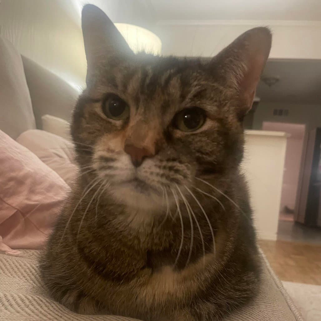 Bobbi - Domestic Short Hair