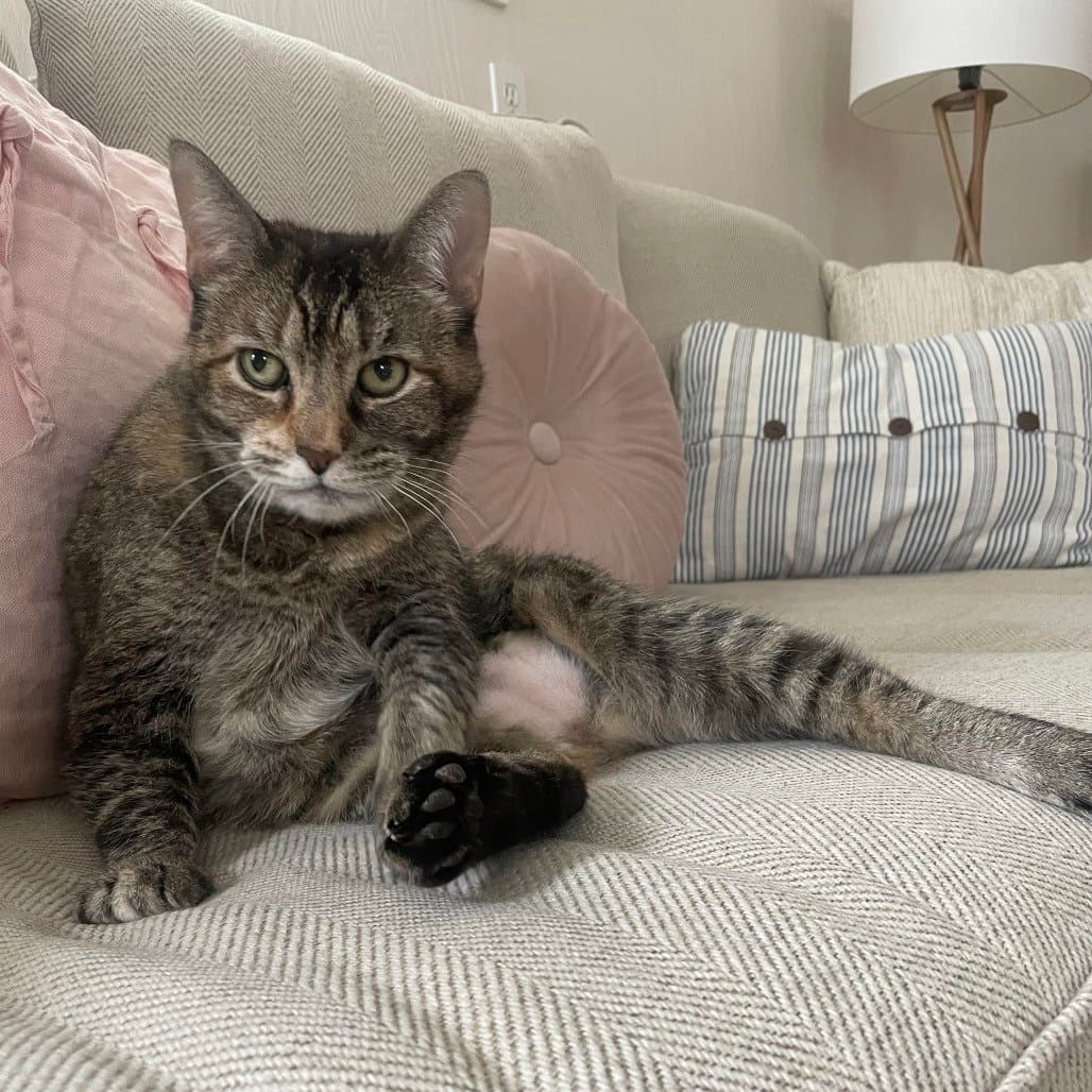 Bobbi - Domestic Short Hair
