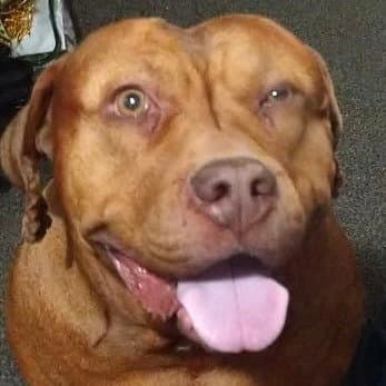Canela New Digs - Mastiff