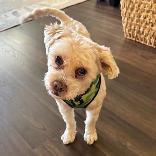 Teddy Vii New Digs - Shih Tzu