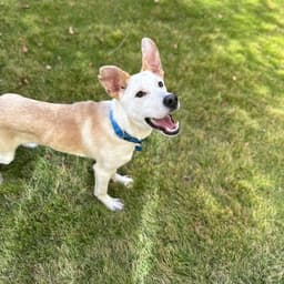 Scout Cooper image 4