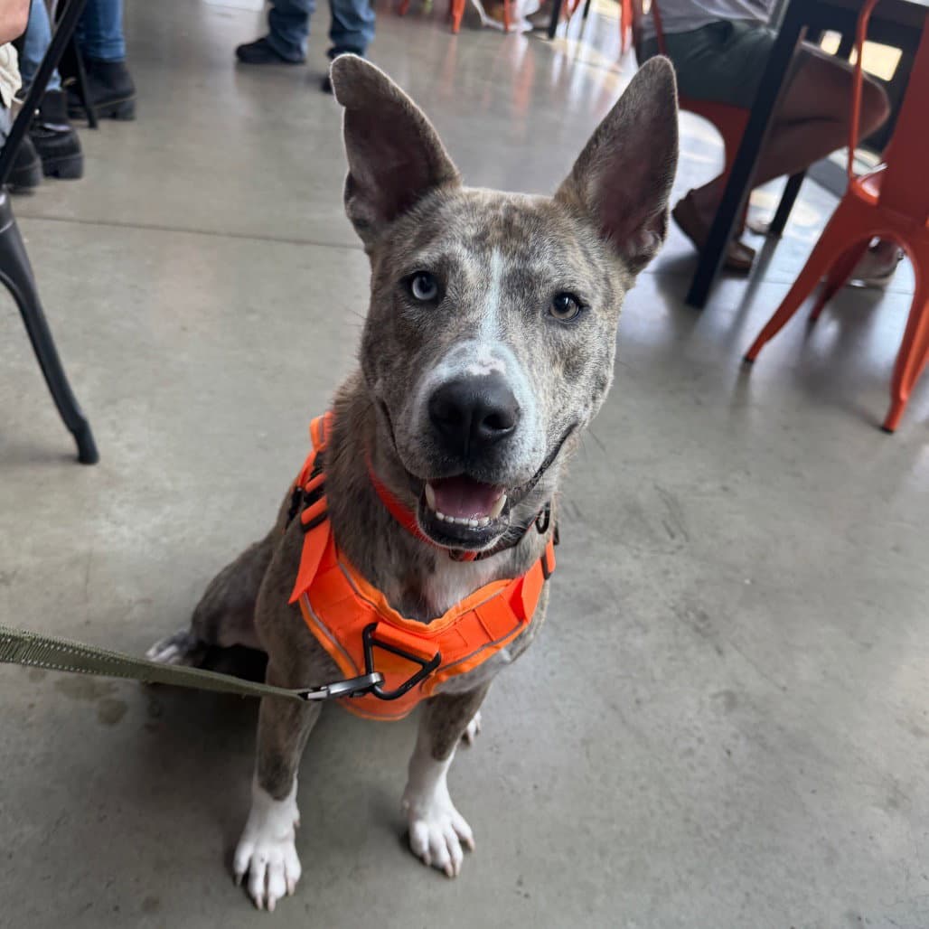 Dutton - Terrier