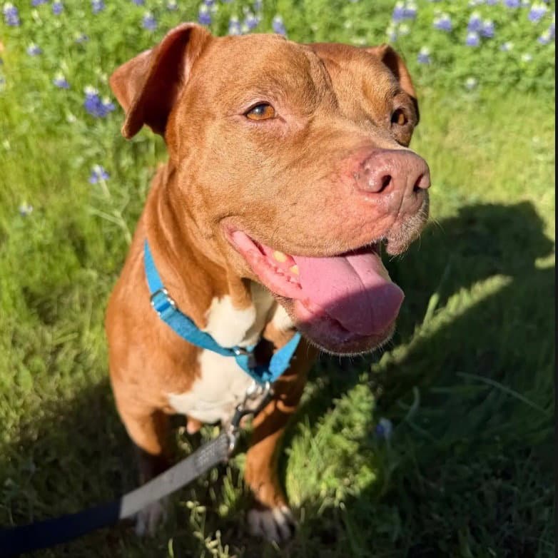Benny B - Pit Bull Terrier