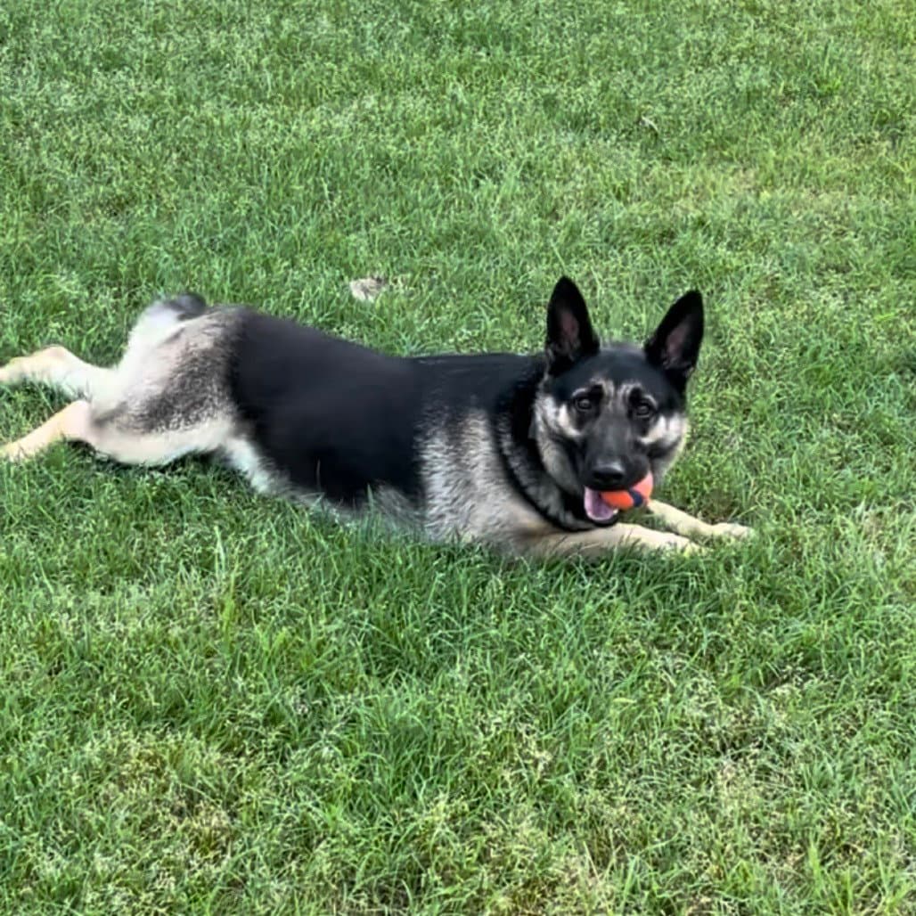 Taz Iv New Digs - German Shepherd Dog