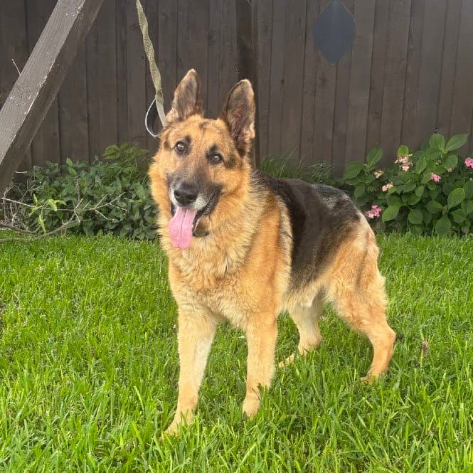 Fleetwood - German Shepherd Dog