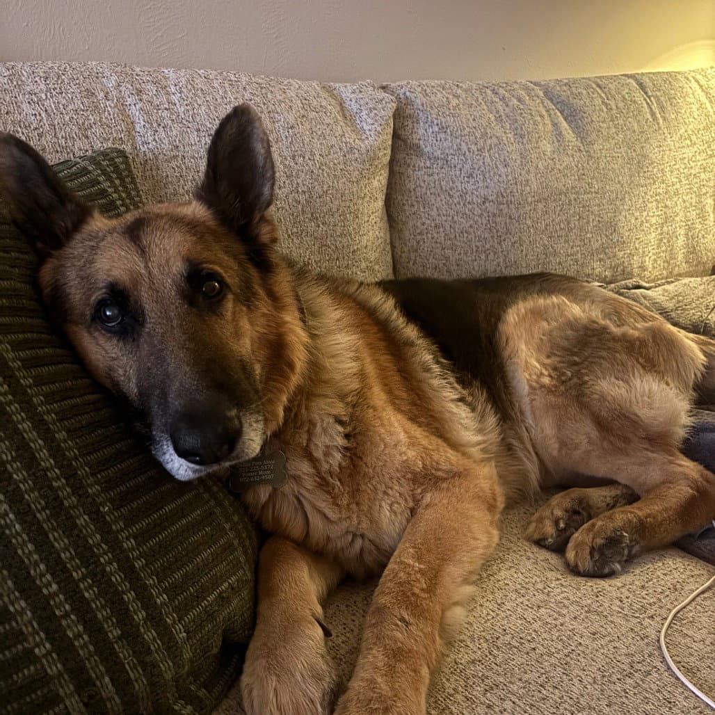 Fleetwood - German Shepherd Dog