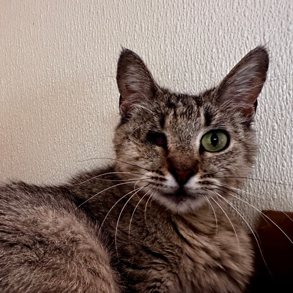 Jo - Domestic Short Hair