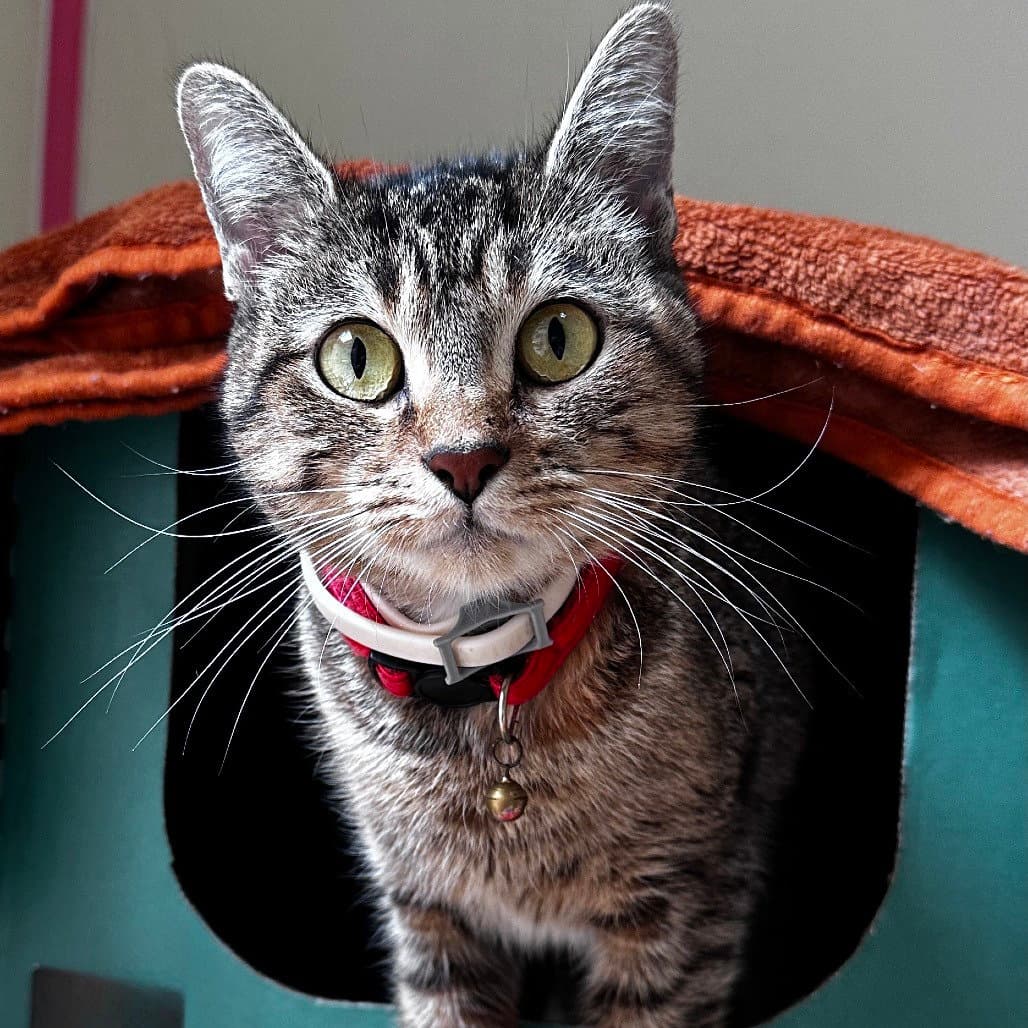Clover - Domestic Short Hair