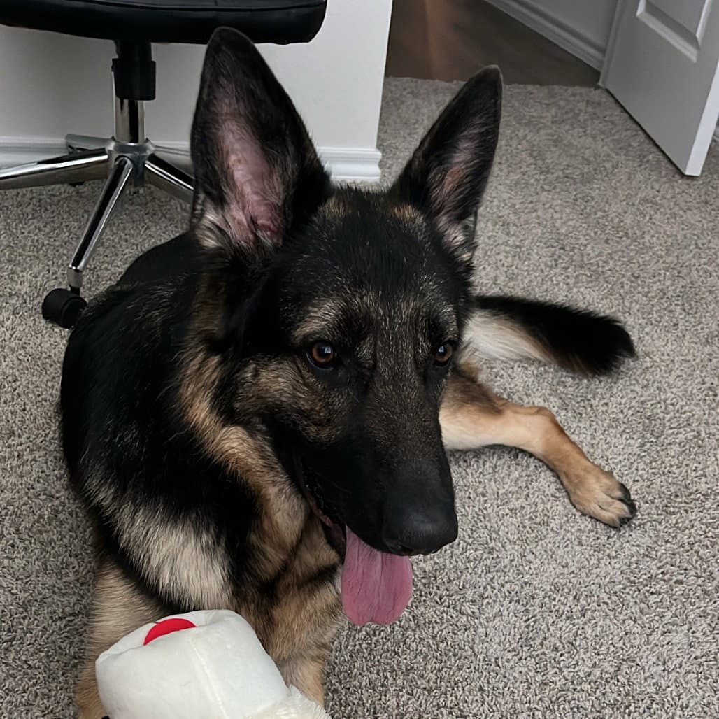 Nyla Iii New Digs - German Shepherd Dog