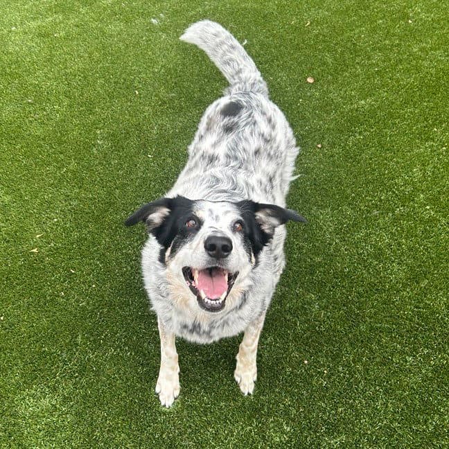 Pope New Digs - Cattle Dog