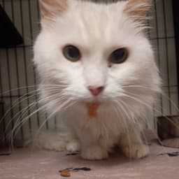Mavis image 2