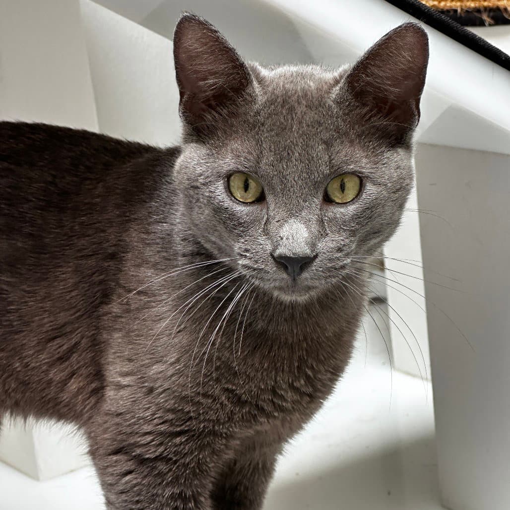 Quicksilver - Domestic Short Hair