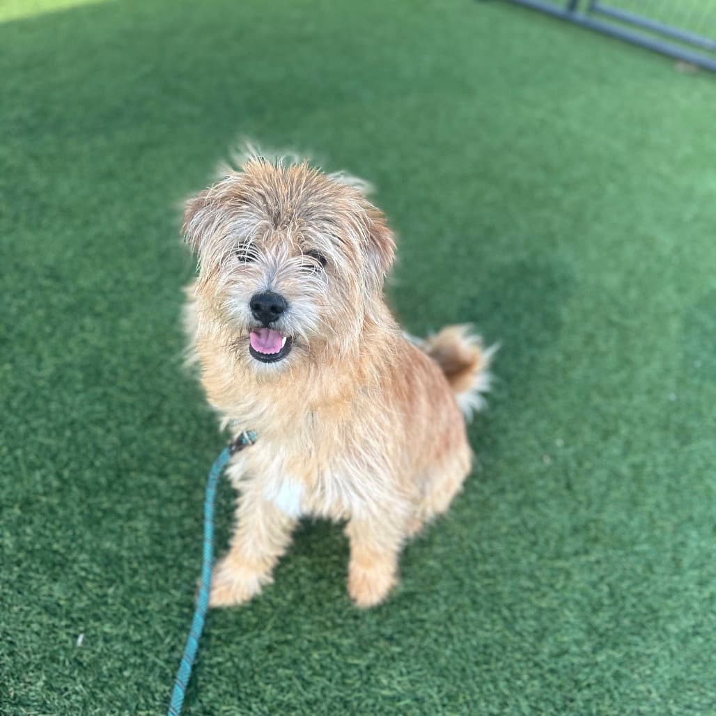 Phinn - Terrier