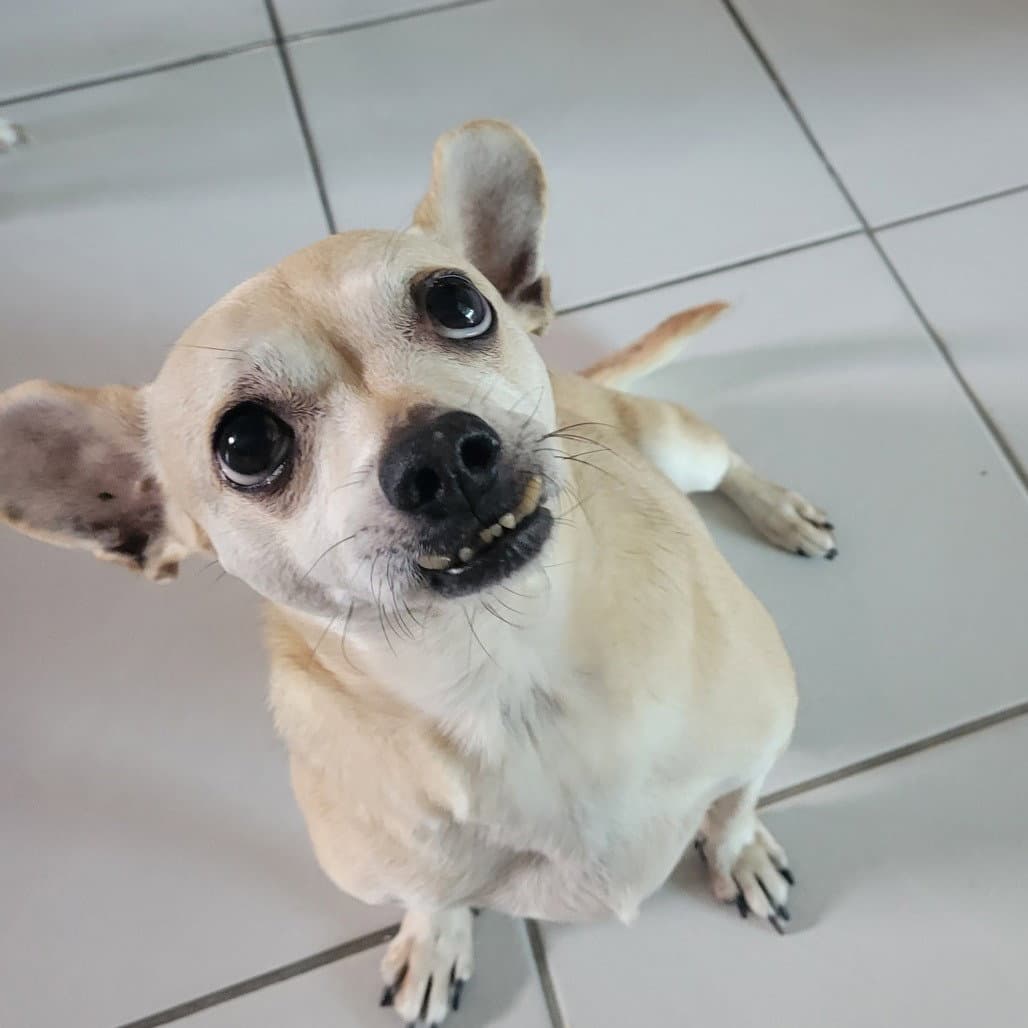 Leroy - Chihuahua