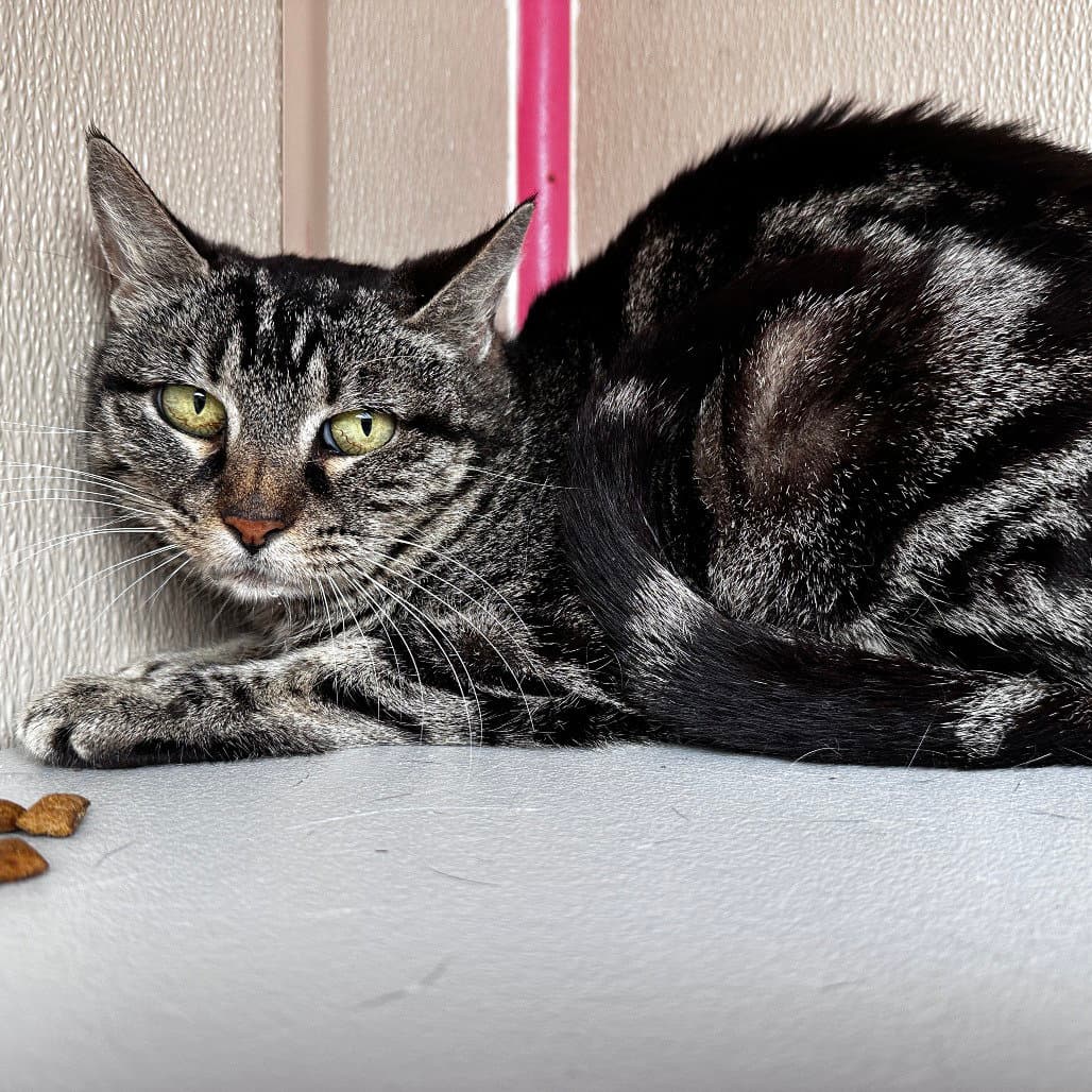 Odessa - Domestic Short Hair