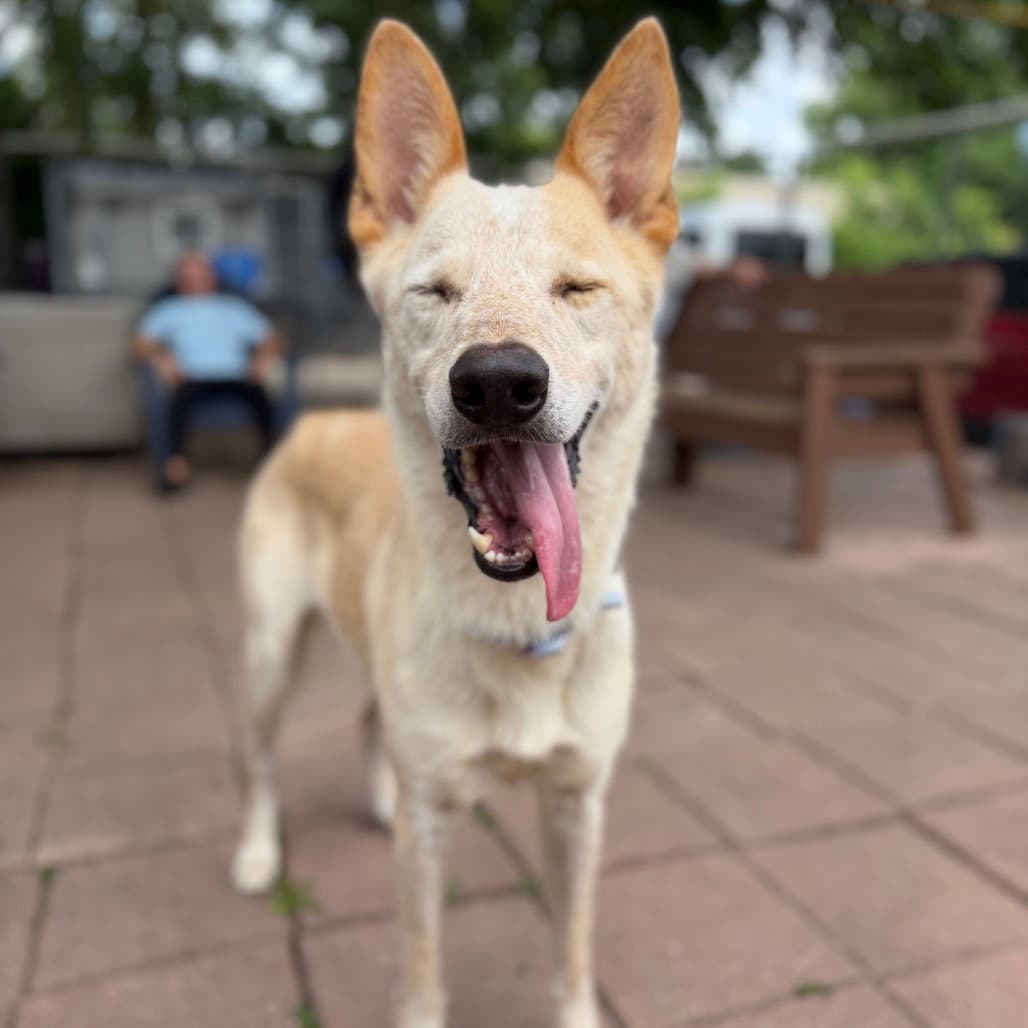 Samson - Terrier
