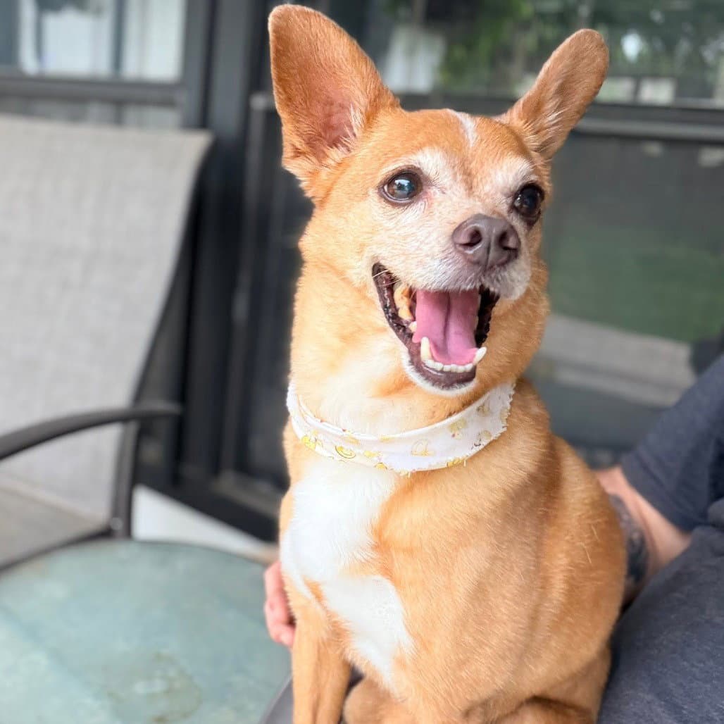 Mr Toad - Chihuahua