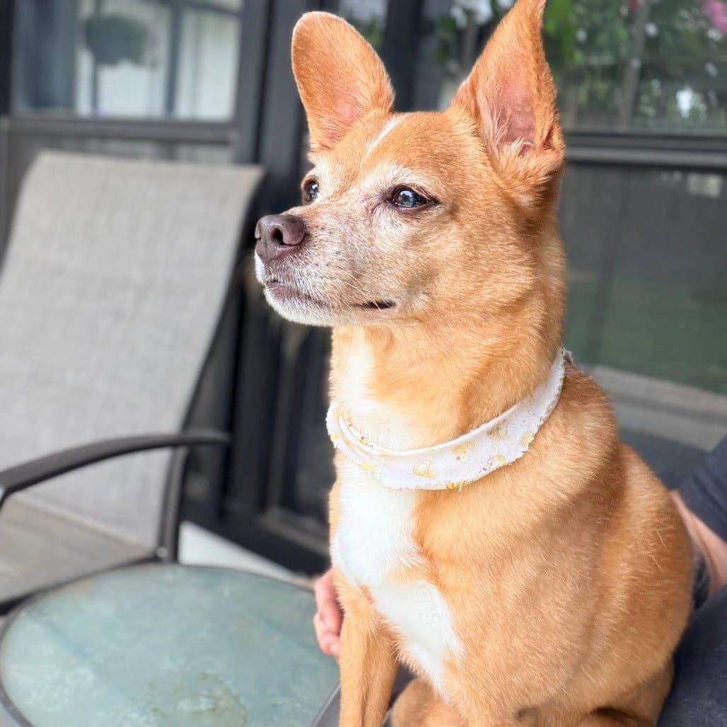 Mr Toad - Chihuahua