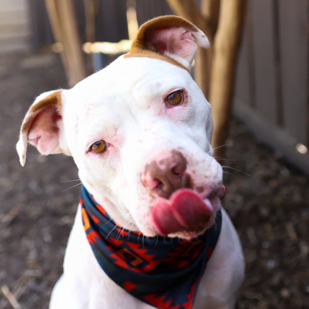 Hamilton - Pit Bull Terrier