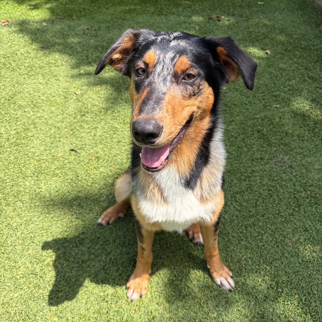 Azriel - Terrier