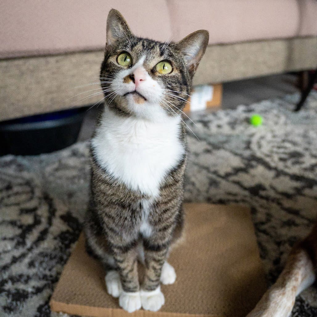 Twig - Domestic Short Hair