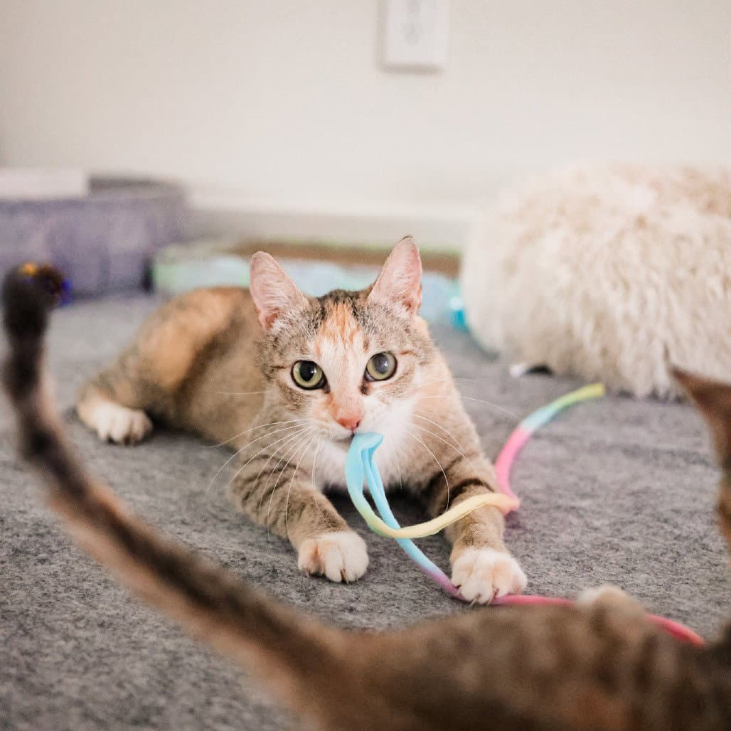 Rosemary - Domestic Short Hair