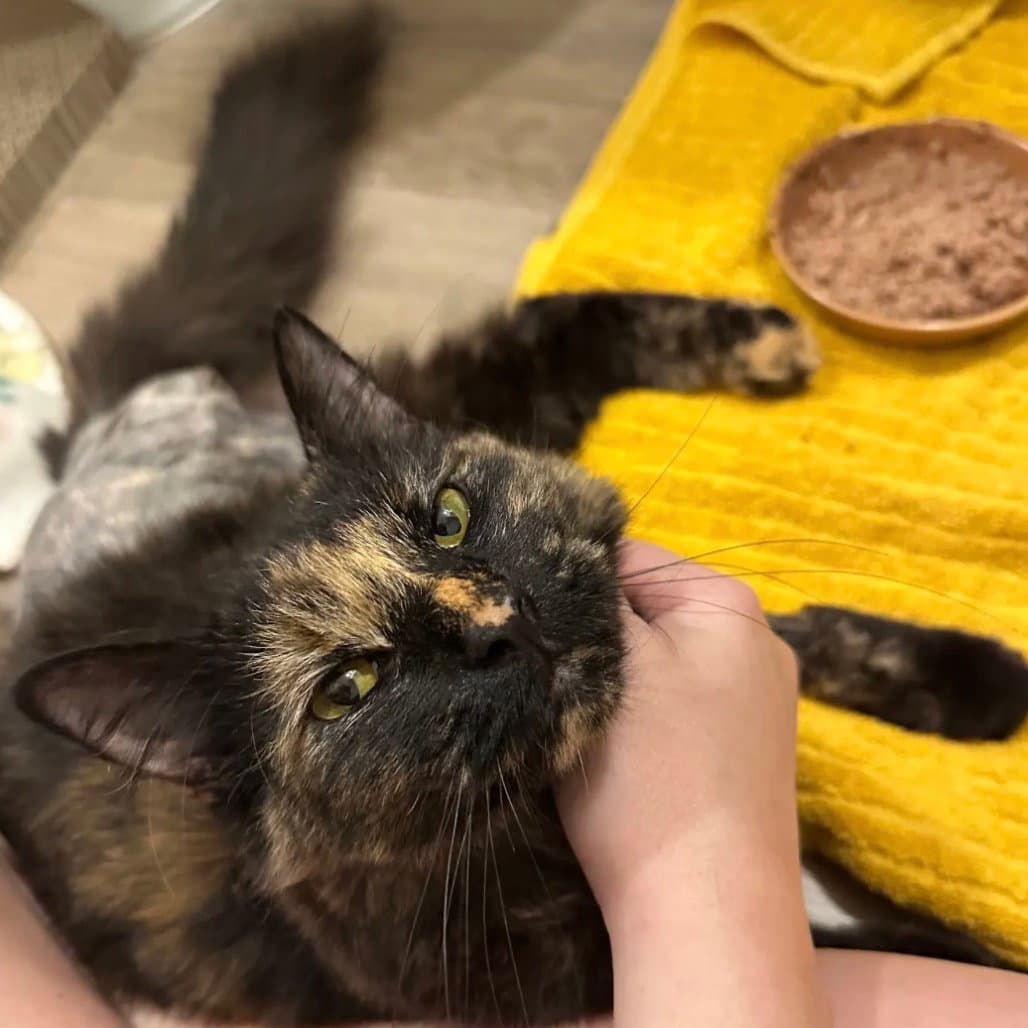 Violet - Domestic Short Hair