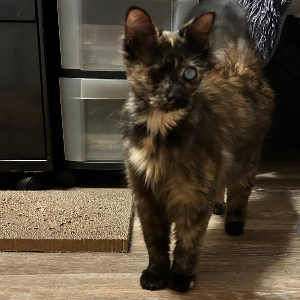 Opal June - Domestic Medium Hair