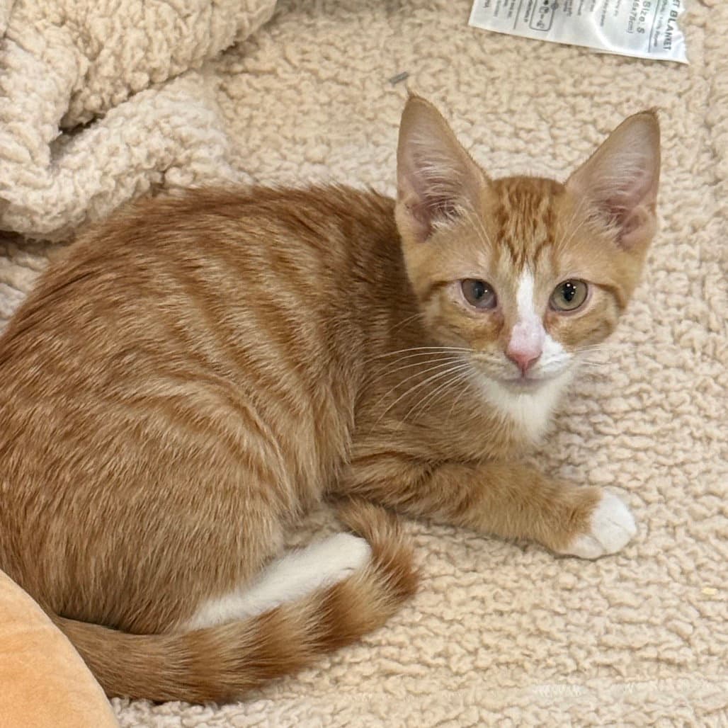 Mimosa - Domestic Short Hair