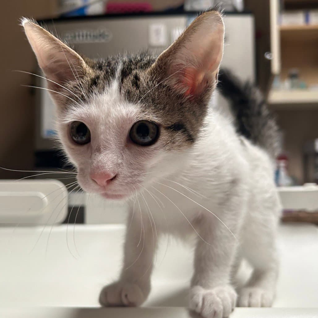 Patches - Domestic Short Hair