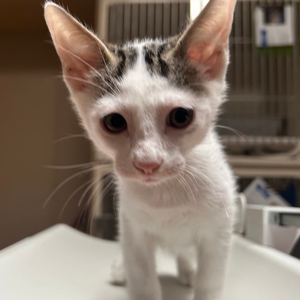 Miller - Domestic Short Hair