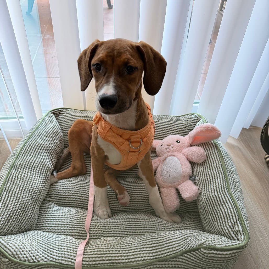 Lorelai - Terrier
