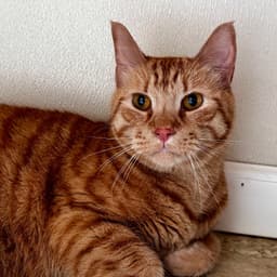 Nibbles image 1