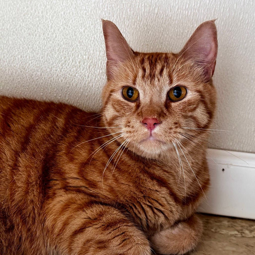 Nibbles - Domestic Short Hair