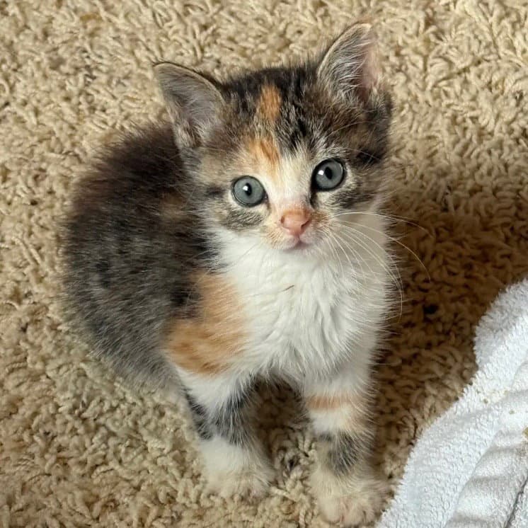 Brie - Domestic Short Hair