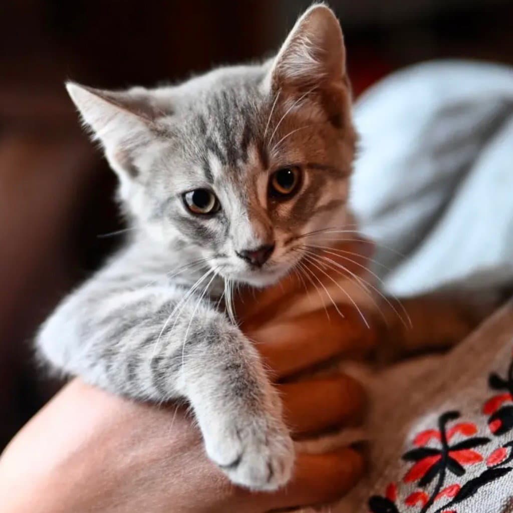 Duncan Mccloud - Domestic Short Hair