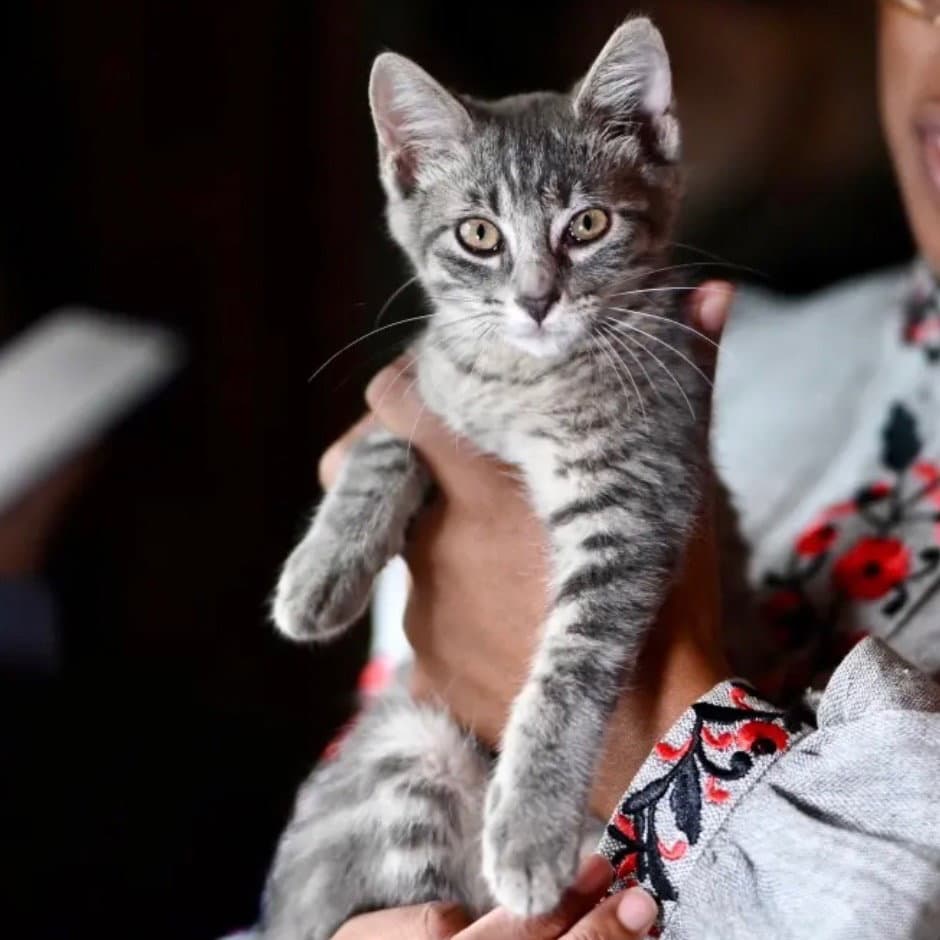 Sam - Domestic Short Hair