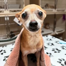 Odie image 1
