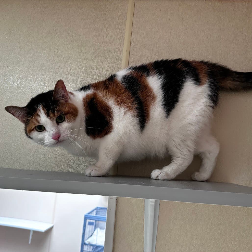 Cantaloupe - Domestic Short Hair