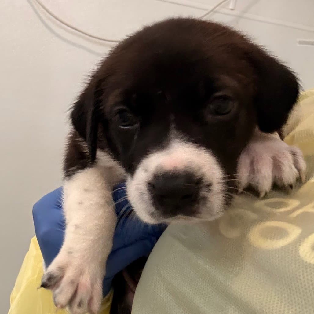 Loretta - Terrier