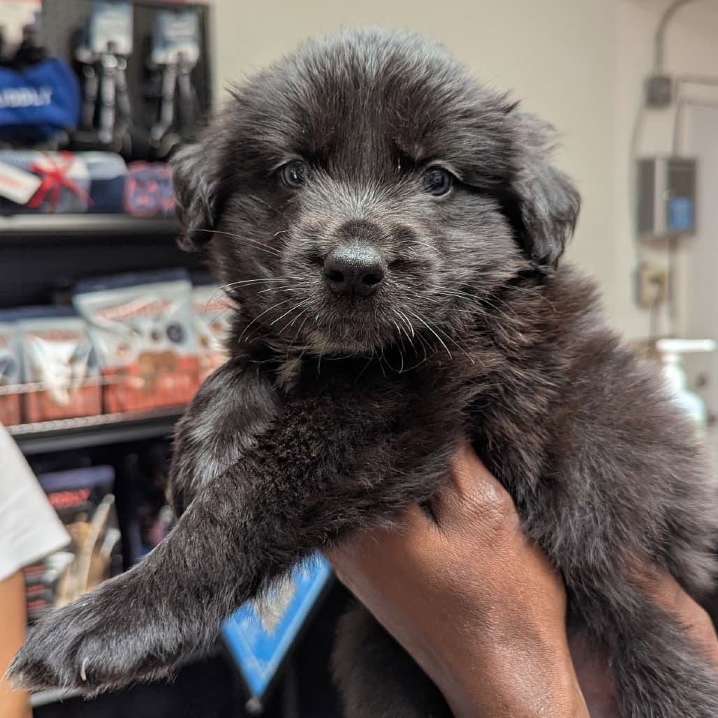 Willy - Shepherd