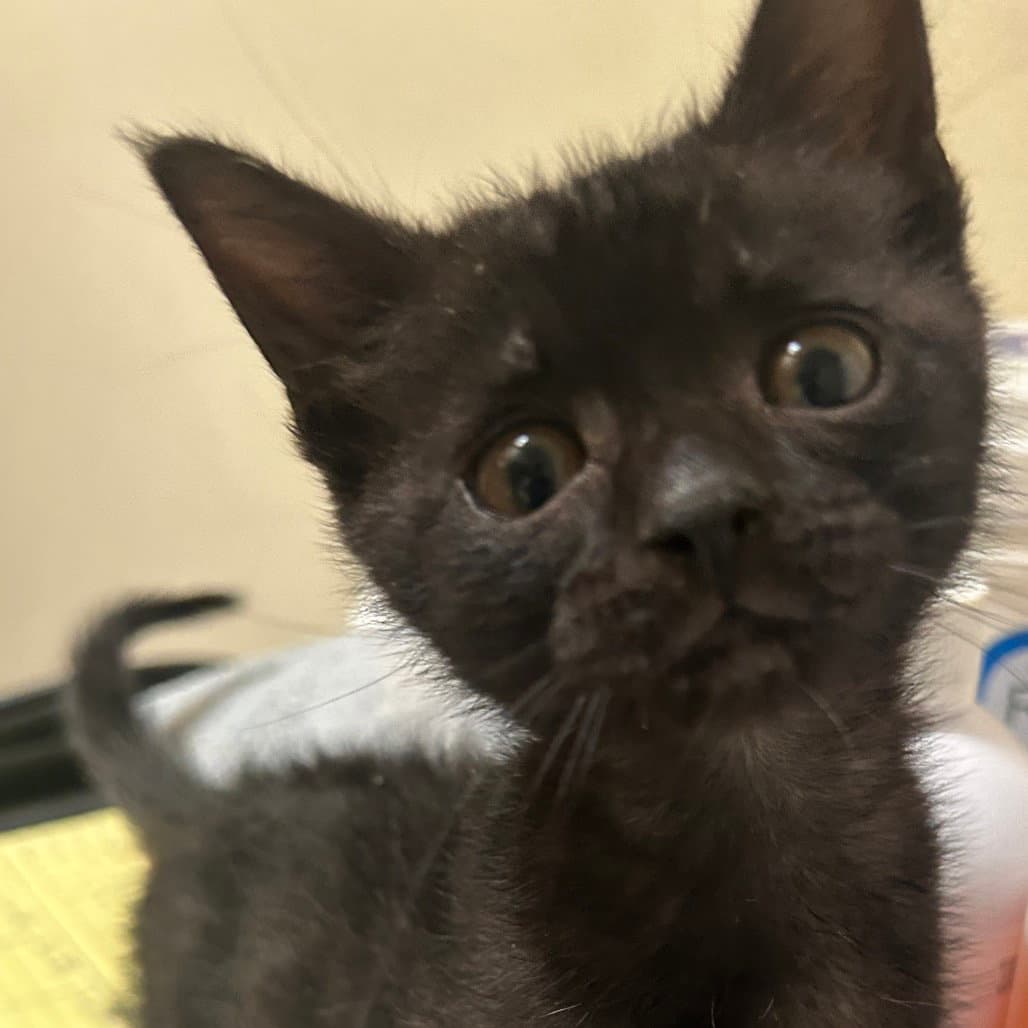 Salem - Domestic Short Hair