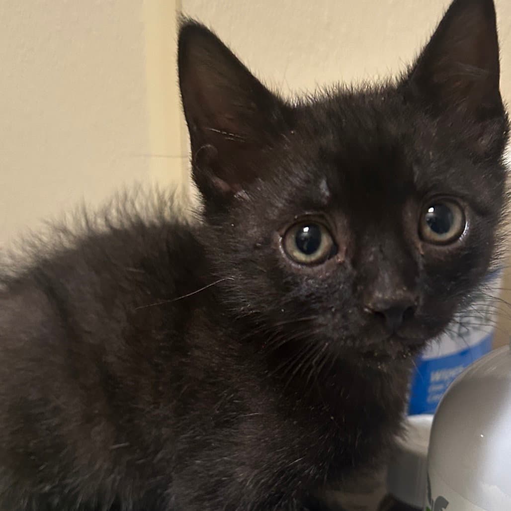 Monroe - Domestic Short Hair